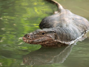 su, yabani varanus varanus gözünün üzerinde odaklanmak.