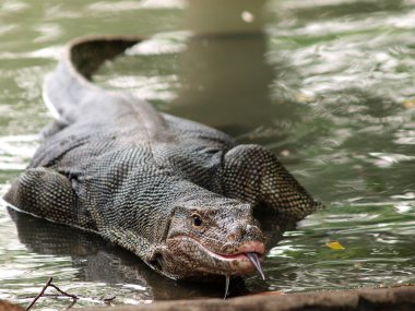 su, yabani varanus varanus gözünün üzerinde odaklanmak.