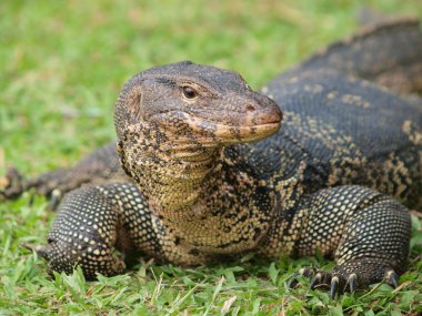 monitör kertenkele - closeup varanus yeşil çimen odak üstünde