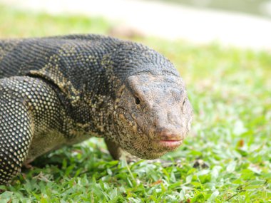 monitör kertenkele - closeup varanus yeşil çimen odak üstünde