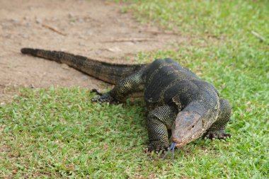 monitör kertenkele - closeup varanus yeşil çimen odak üstünde