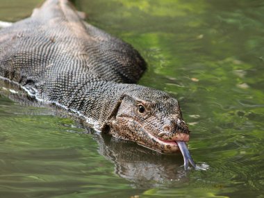 monitör kertenkele - closeup varanus yeşil çimen odak üstünde