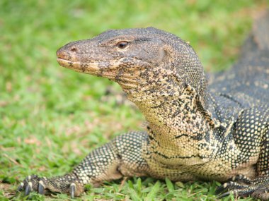 monitör kertenkele - closeup varanus yeşil çimen odak üstünde