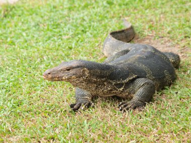 monitör kertenkele - closeup varanus yeşil çimen odak üstünde