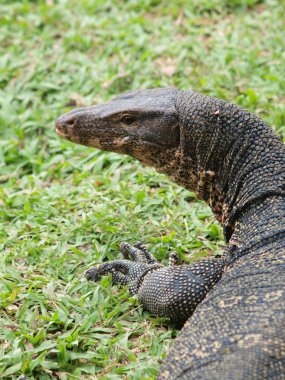 monitör kertenkele - closeup varanus yeşil çimen odak üstünde