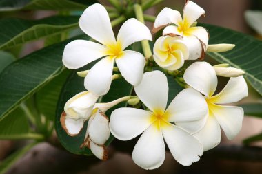 Tropikal çiçekler frangipani (plumeria)