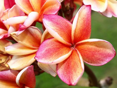 Tropikal çiçekler frangipani (plumeria)