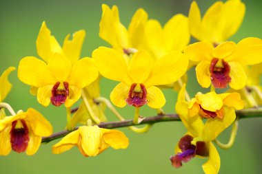 Sarı dendrobium orkide çiçek