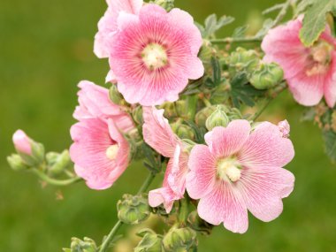 Pembe Gül Fatma (Althaea rosea) çiçekleri