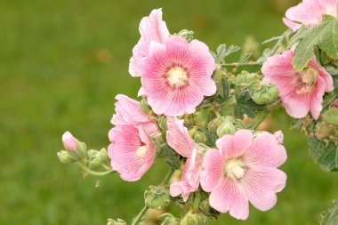 Pink hollyhock (Althaea rosea) blossoms clipart