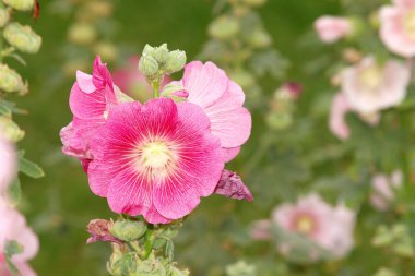 Pembe Gül Fatma (Althaea rosea) çiçekleri