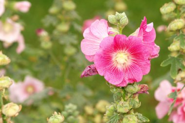 Pembe Gül Fatma (Althaea rosea) çiçekleri