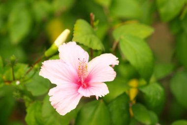 canlı pembe hibicus çiçek