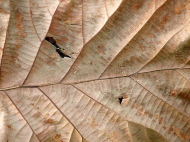 Dry leaf on textured paper