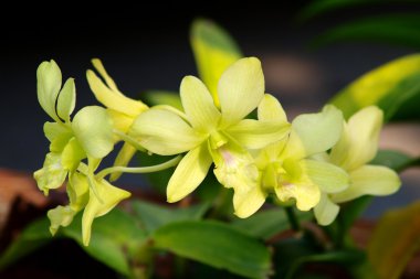 Sarı dendrobium orkide çiçek