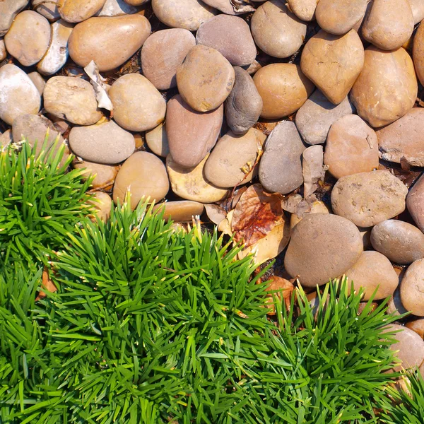 草和石头 — 图库照片