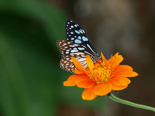 मेक्सिकन सूर्यफूल वर फुलपाखरू — स्टॉक फोटो, इमेज