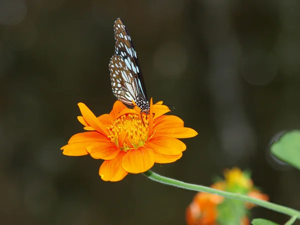 Schmetterling auf einer mexikanischen Sonnenblume — Stockfoto