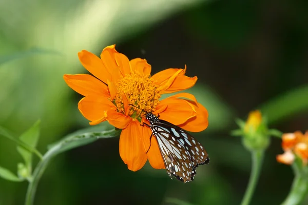 Papillon sur un tournesol mexicain — Photo