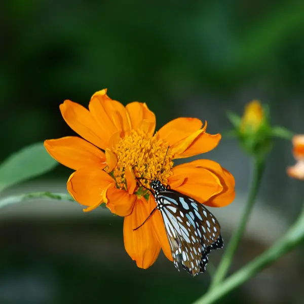 Butterfly on a Mexican Sunflower — Stock Photo, Image