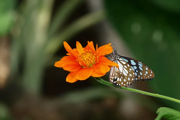 Schmetterling auf einer mexikanischen Sonnenblume — Stockfoto