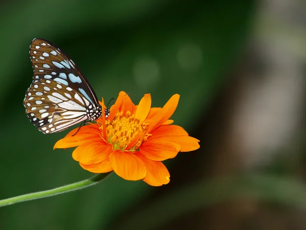 मेक्सिकन सूर्यफूल वर फुलपाखरू — स्टॉक फोटो, इमेज