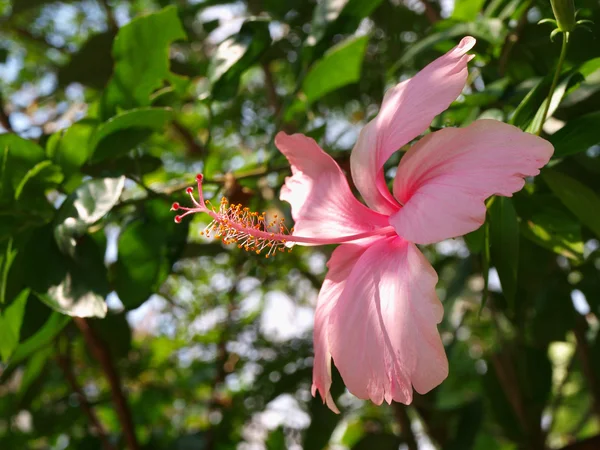 Hibicus rosa está florescendo — Fotografia de Stock