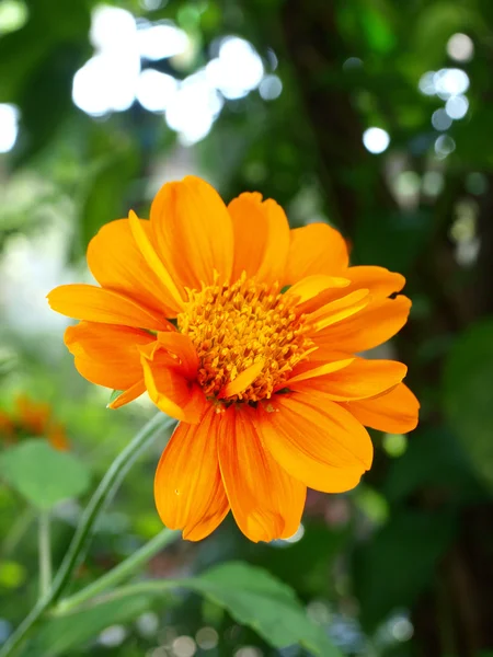 stock image A close up of a Mexican Sunflower