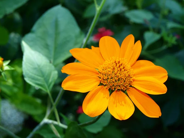 Eine Nahaufnahme einer mexikanischen Sonnenblume — Stockfoto