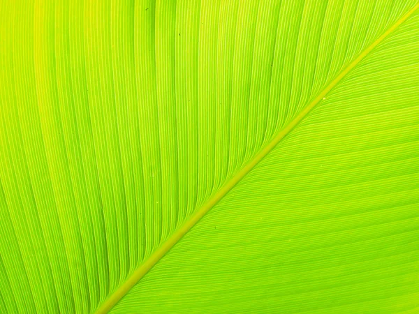 Texture and detail of Banana Leaf — Stock Photo, Image