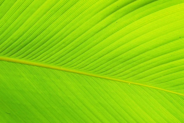 Texture e dettaglio di Banana Leaf — Foto Stock