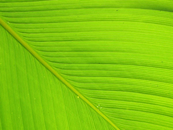 Textura y detalle de Hoja de Banano — Foto de Stock
