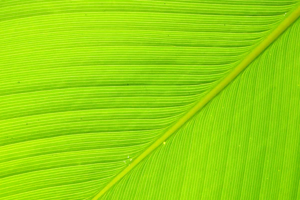 Textura y detalle de Hoja de Banano — Foto de Stock