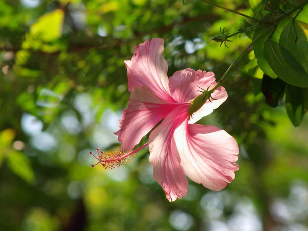 Hibicus rosa está florescendo — Fotografia de Stock