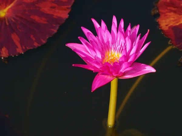 Die rosa Seerose blüht — Stockfoto
