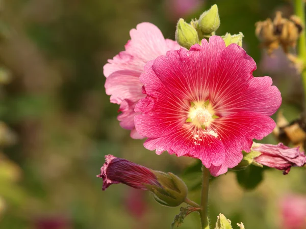 Red hollyhock (Althaea rosea) blossoms on a summer day — Stock Photo, Image