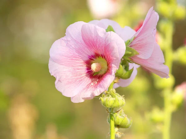 Розовый холлихок (Althaea rosea) цветет в летний день — стоковое фото