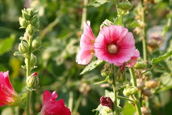 Red hollyhock (Althaea rosea) blossoms on a summer day — Stock Photo, Image