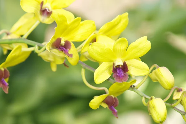 Fiore di orchidea dendrobium giallo — Foto Stock