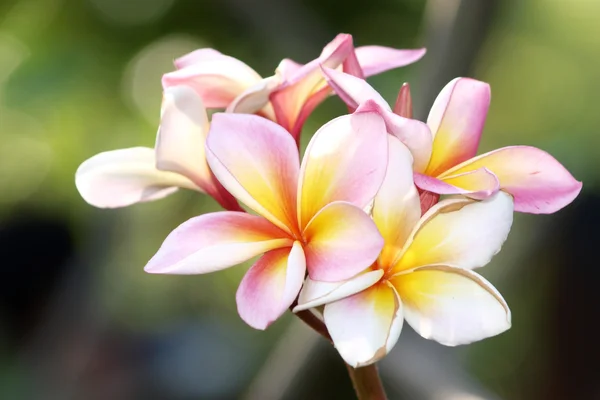 Гілка франгіпані тропічних квітів ) — стокове фото