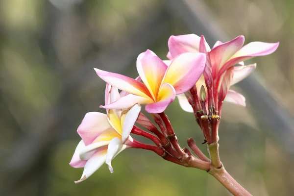 Ramo di fiori tropicali frangipani (plumeria) — Foto Stock