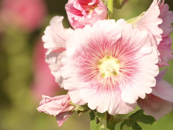 Pink hollyhock (Althaea rosea) blossoms on a summer day — Stock Photo, Image