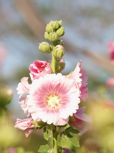 गुलाबी होलीहॉक (अल्थाया गुलाब) एक ग्रीष्मकालीन दिन फूल — स्टॉक फ़ोटो, इमेज