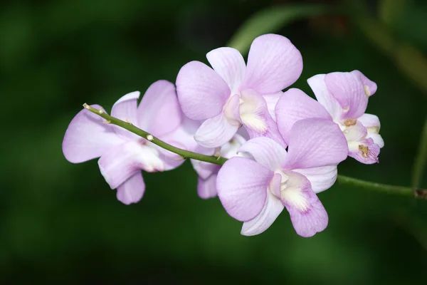 Purple dendrobium orchid flower — Stock Photo, Image
