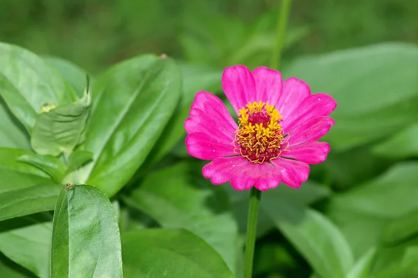 Stock image A close up of a vibrant pink flower