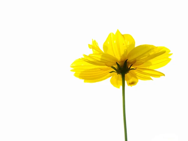 코스모스 흰색 배경에 고립의 노란 꽃 — 스톡 사진