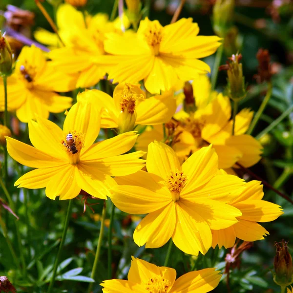 stock image Beautiful yellow flower (Cosmos)