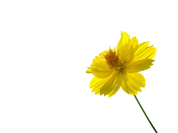 Yellow flower of cosmos isolated on white background — Stock Photo, Image