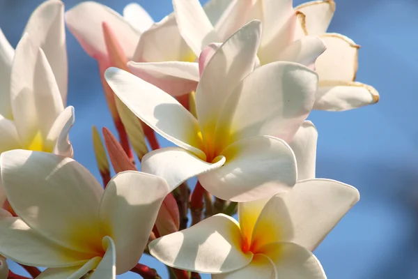 아름 다운 흰색 plumeria의 클로즈업 — 스톡 사진