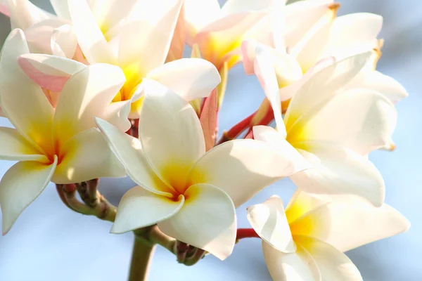 Close-up of beautiful white plumeria — Stock Photo, Image